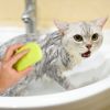 Dog Bath Brush Anti-Skid Pet Grooming Shower Bath Silicone Massage Comb For Long Short Hair Medium Large Pets Dogs Cats - Green